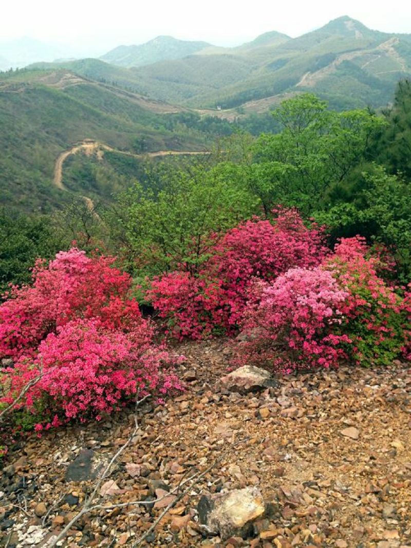 映山红树桩50~100cm