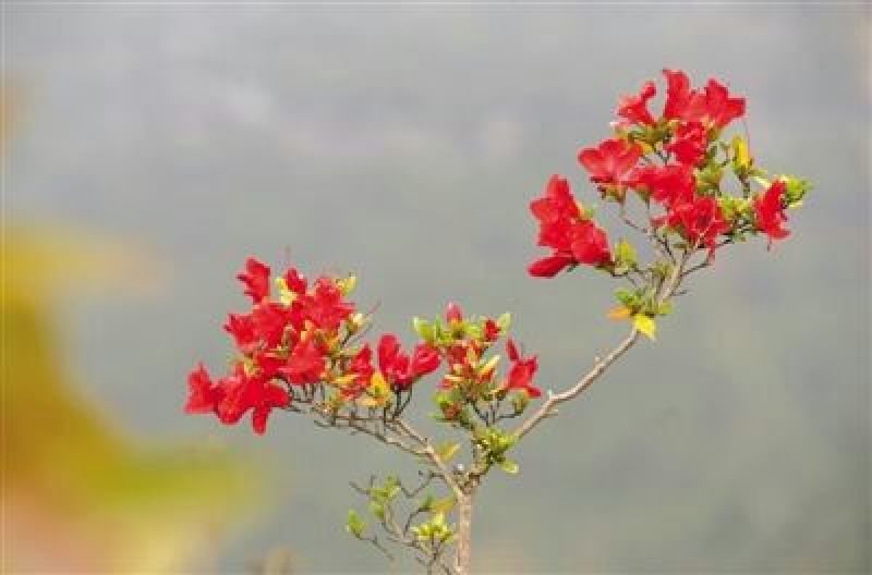 映山红树桩50~100cm