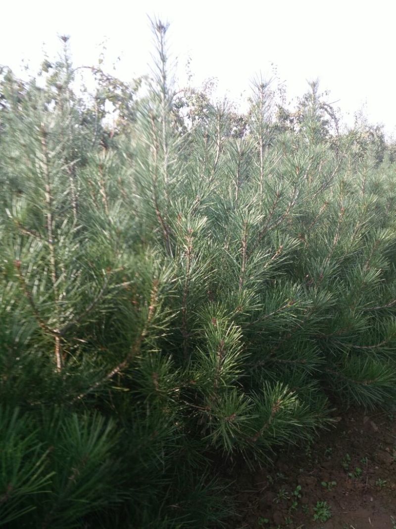 【店长推荐】精品白皮松2~2.5m小苗带土整车发货