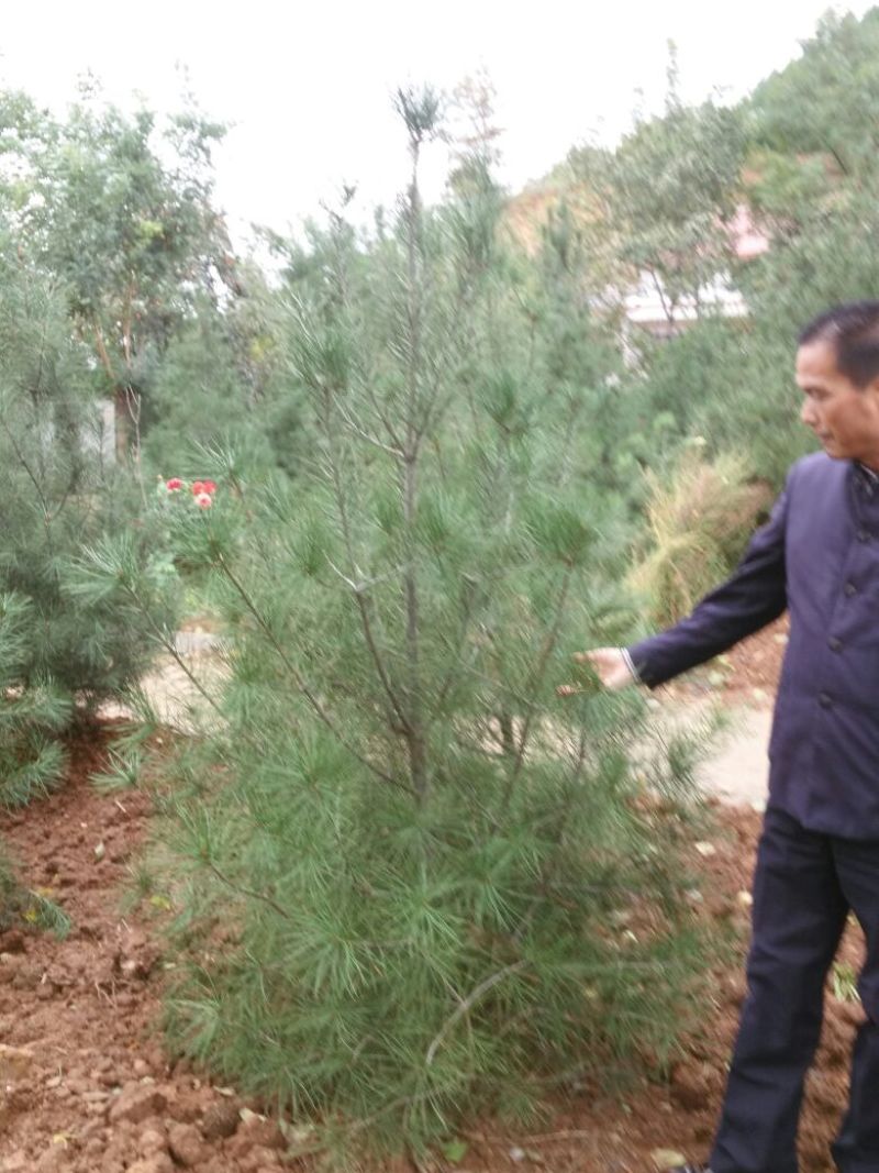 【店长推荐】精品白皮松2~2.5m小苗带土整车发货