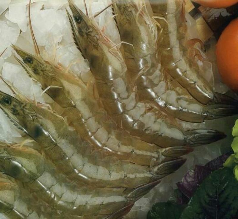 南美白对虾食用活虾