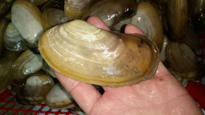 花蛤杂色蛤食用鲜活