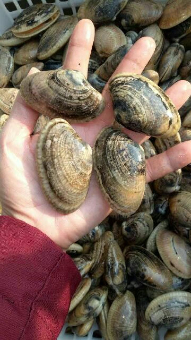 海螺食用鲜活5~10只/kg