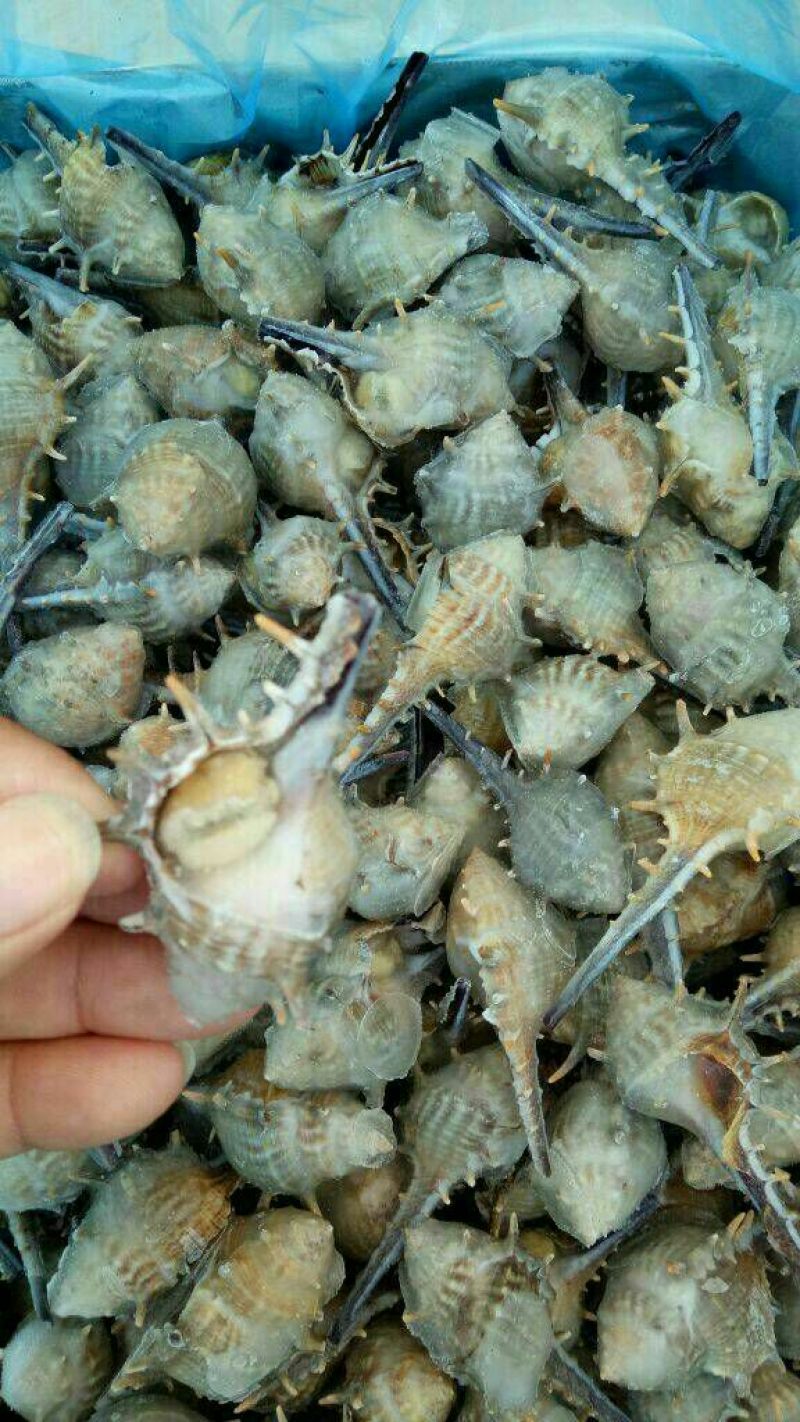 海螺食用鲜活5~10只/kg