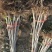 美早樱桃苗2年80cm以上