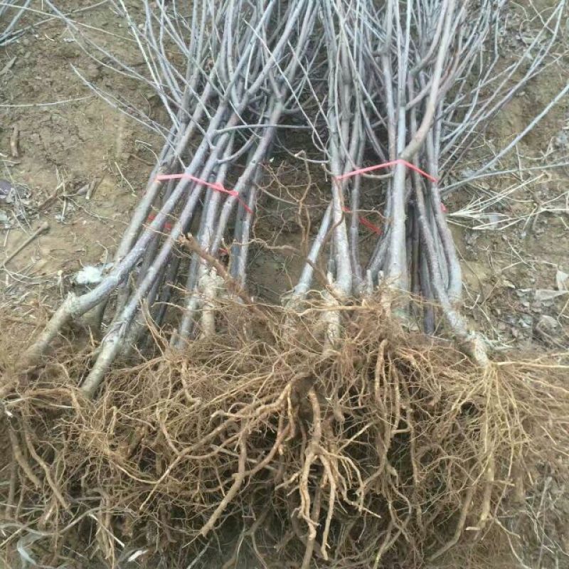 美早樱桃苗2年80cm以上