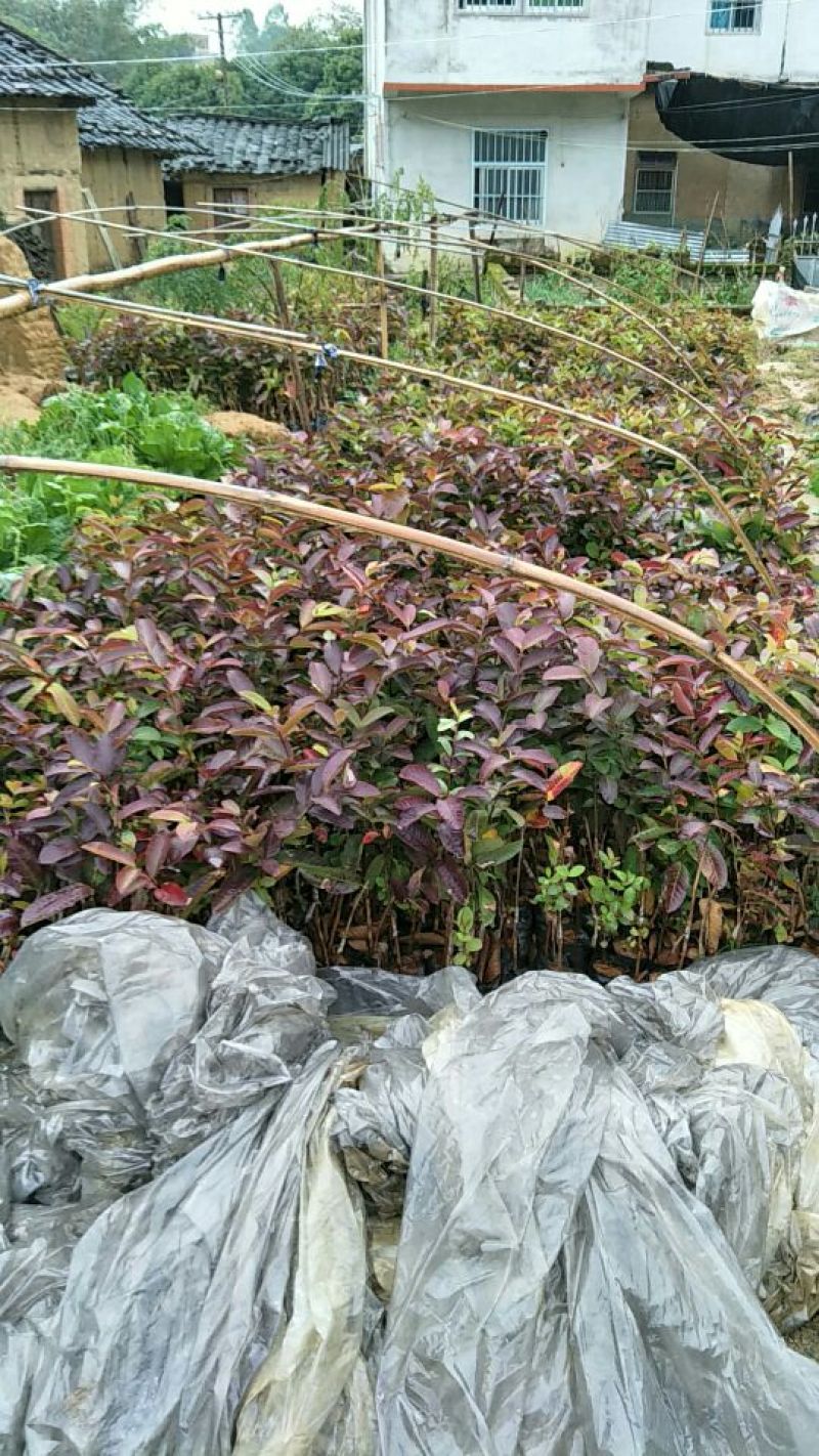 番石榴苗30~50cm