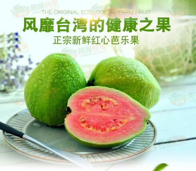 番石榴苗30~50cm