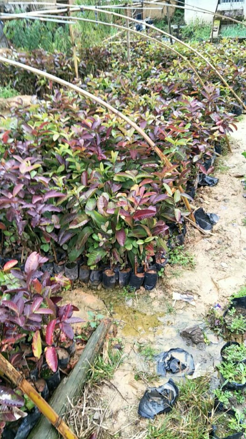 番石榴苗30~50cm