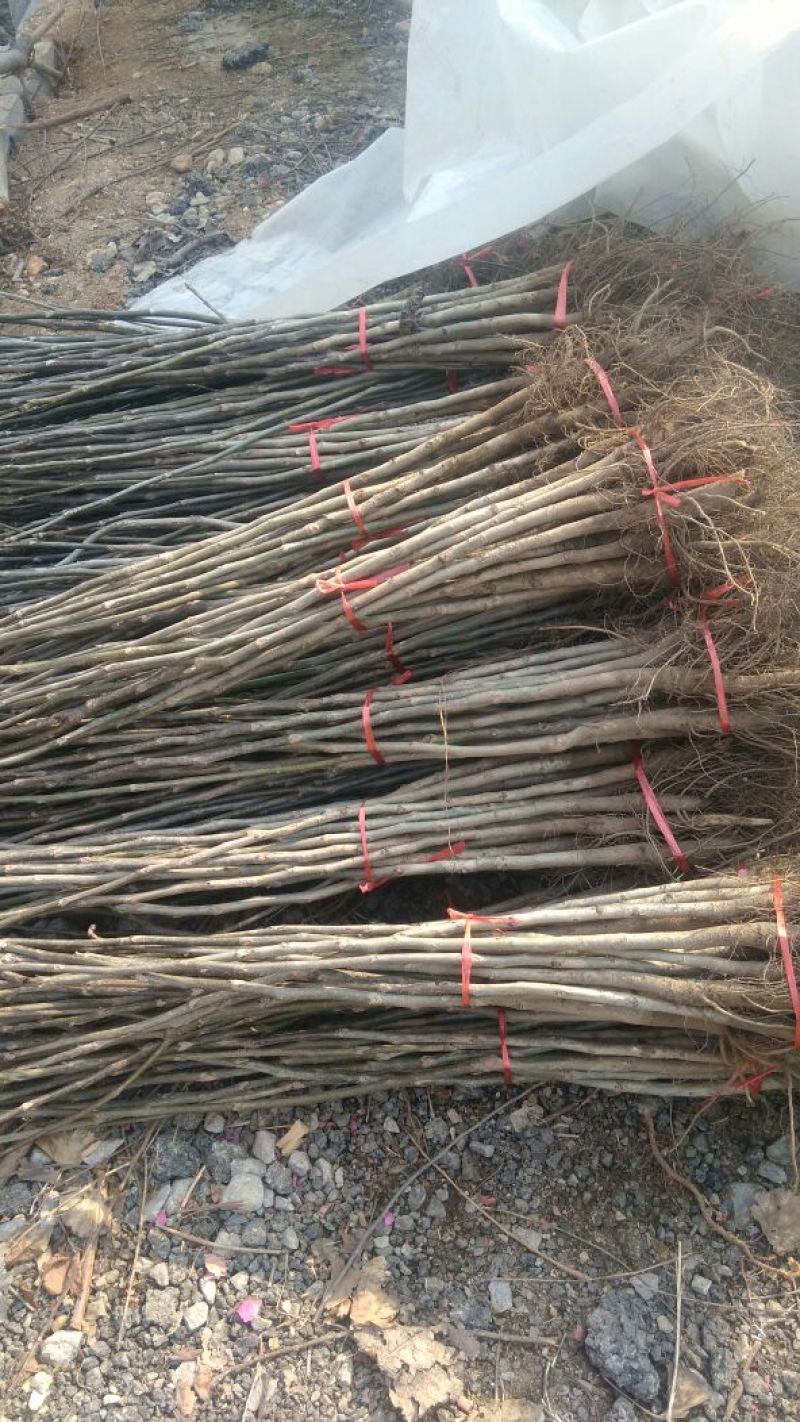 核桃苗辽核核桃薄皮核桃免费技术指导有苗出售