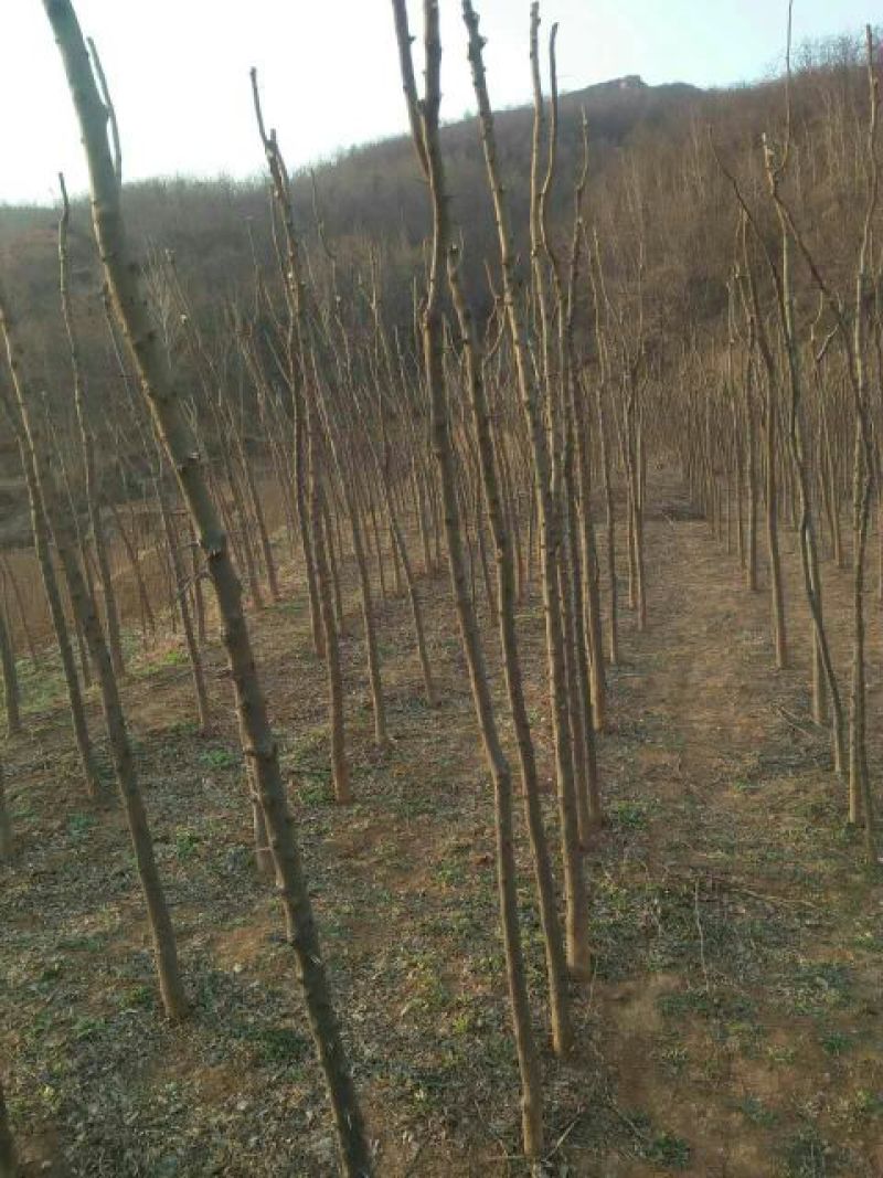 皂角树苗10~20cm