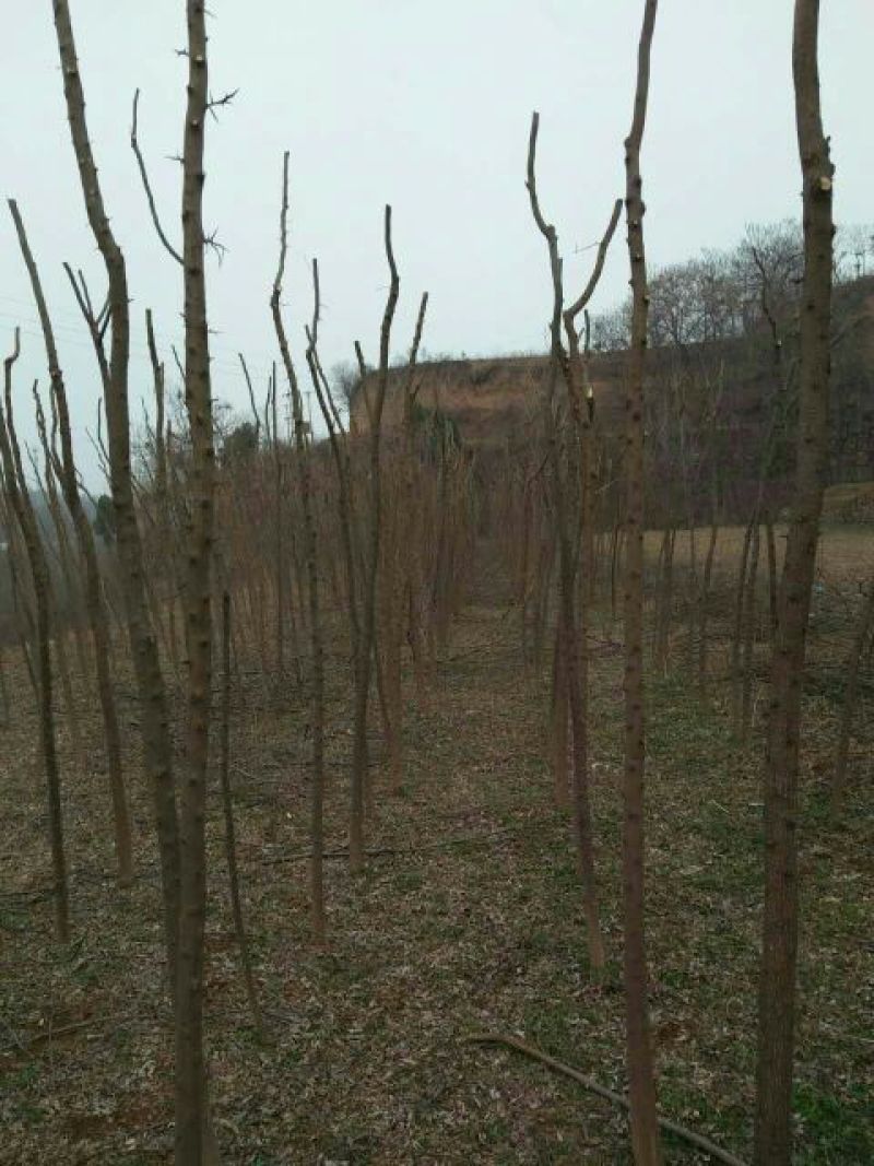 皂角树苗10~20cm