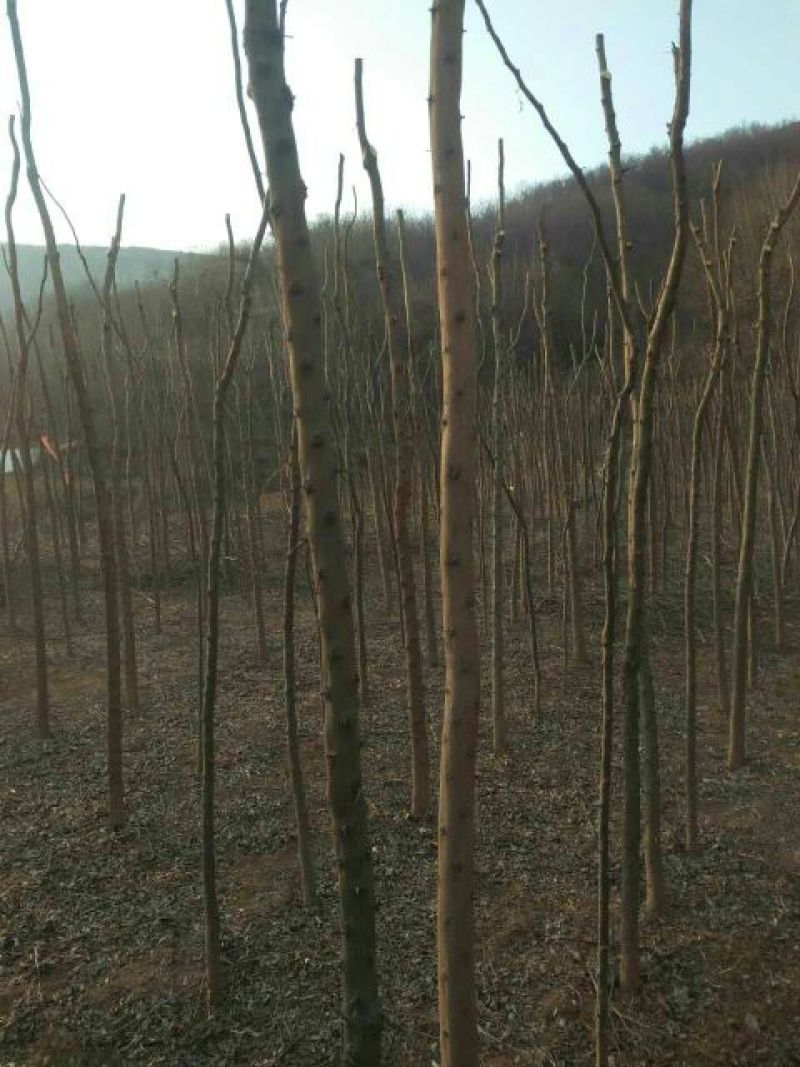 皂角树苗10~20cm