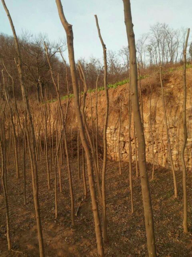 皂角树苗10~20cm