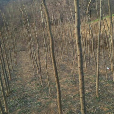 皂角树苗10~20cm