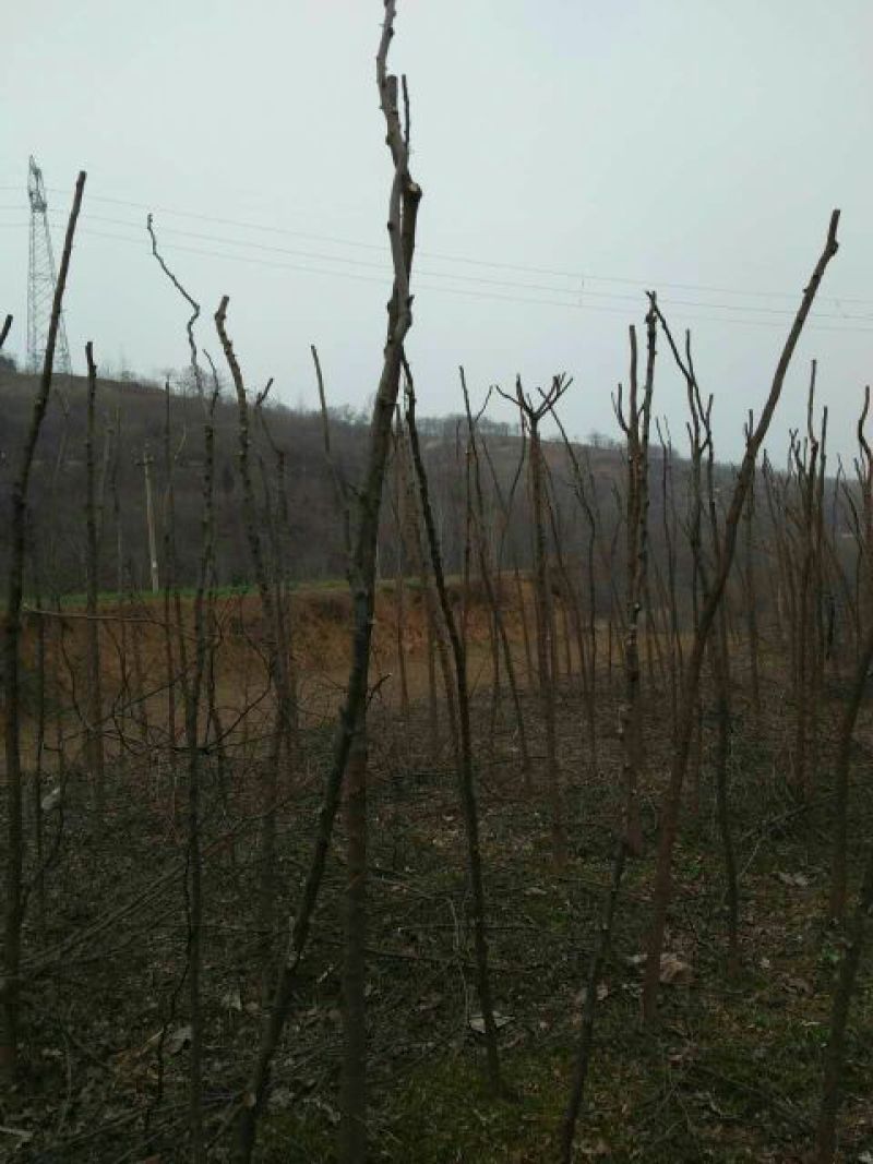 皂角树苗10~20cm