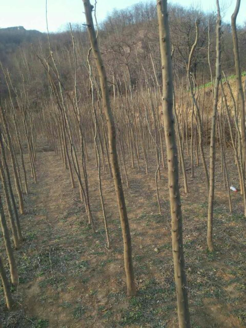 皂角树苗10~20cm