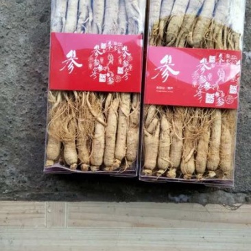 人参