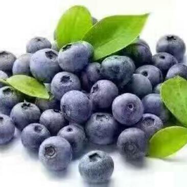 批发价位含花青素最多长白山纯蓝莓干