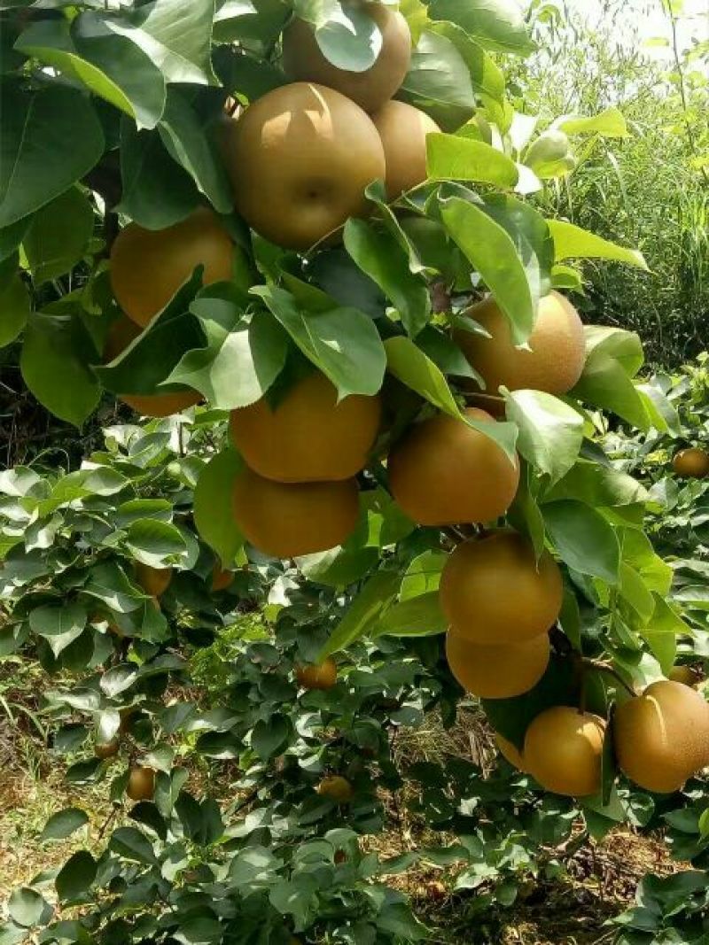 湖北黄花梨250~300g光果大量有货欢迎光临