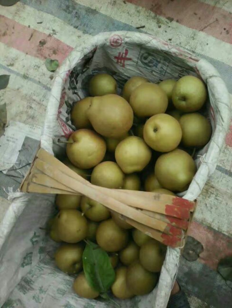 湖北黄花梨250~300g光果大量有货欢迎光临