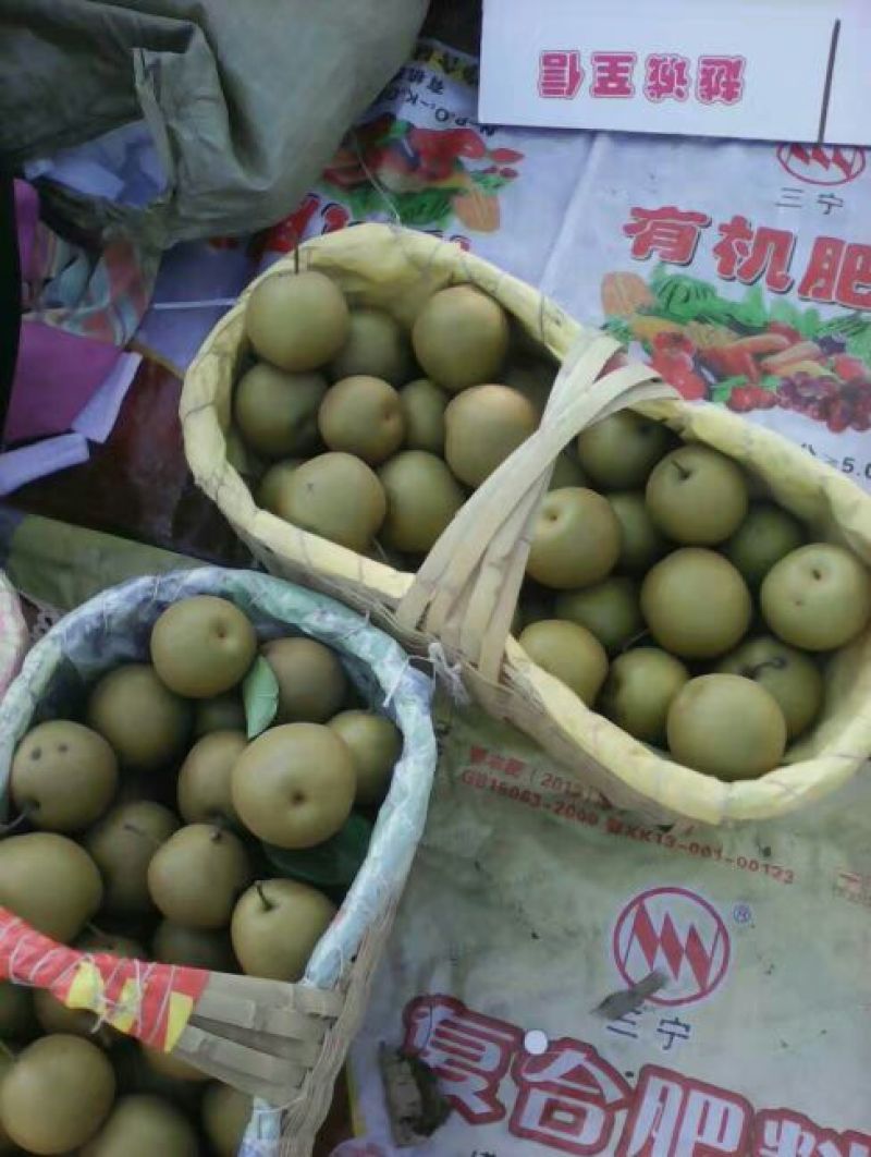 湖北黄花梨250~300g光果大量有货欢迎光临