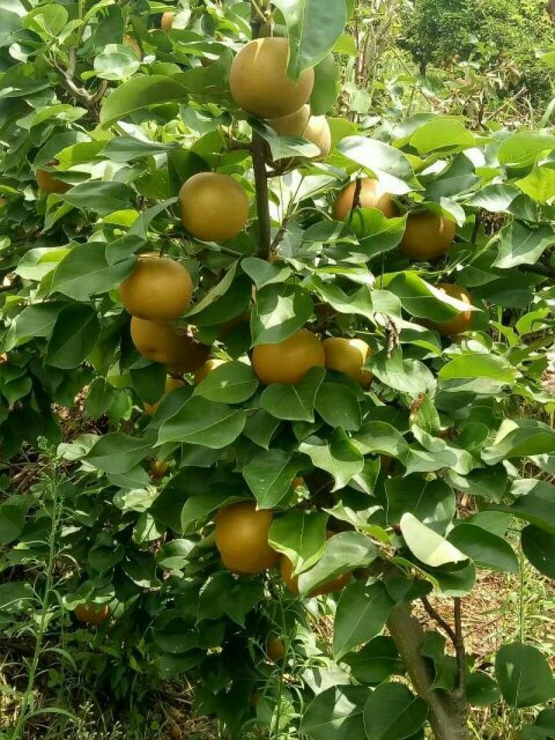 湖北黄花梨250~300g光果大量有货欢迎光临