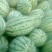 湖北省黑美人西瓜6斤打底8成熟1茬
