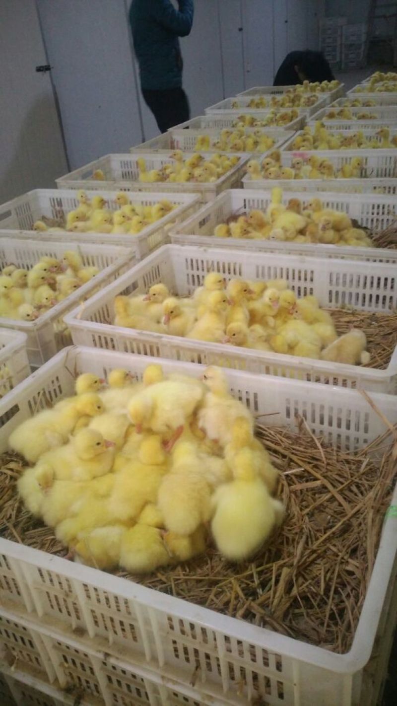 皖西白鹅苗250g以上