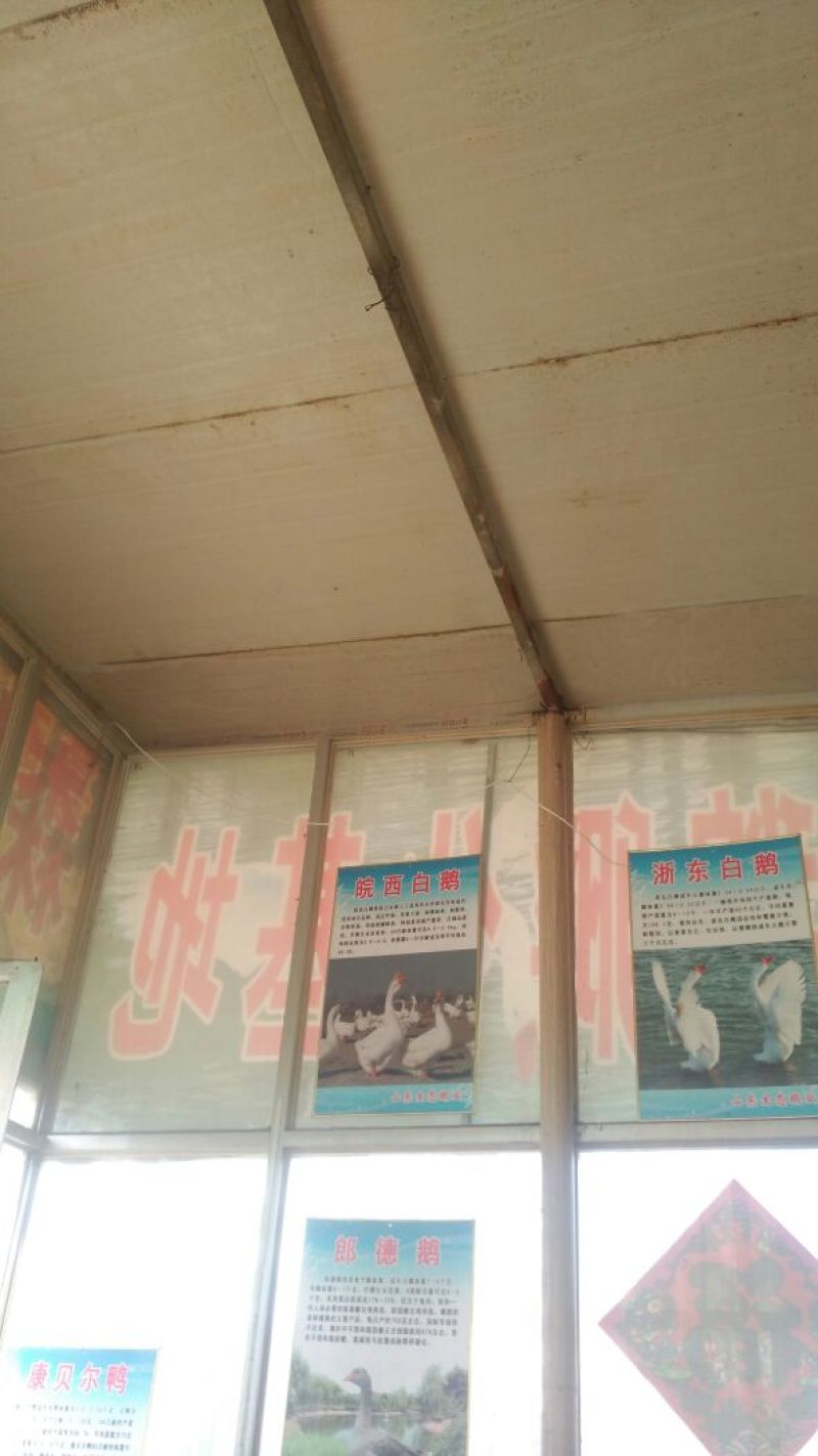 皖西白鹅苗250g以上