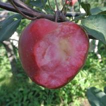华硕苹果树苗：早熟新品种鲁丽，冰糖心富士苹果苗矮化苹果树