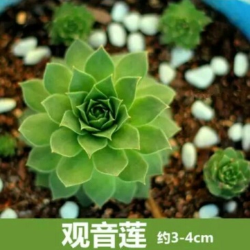 多肉植物含盆