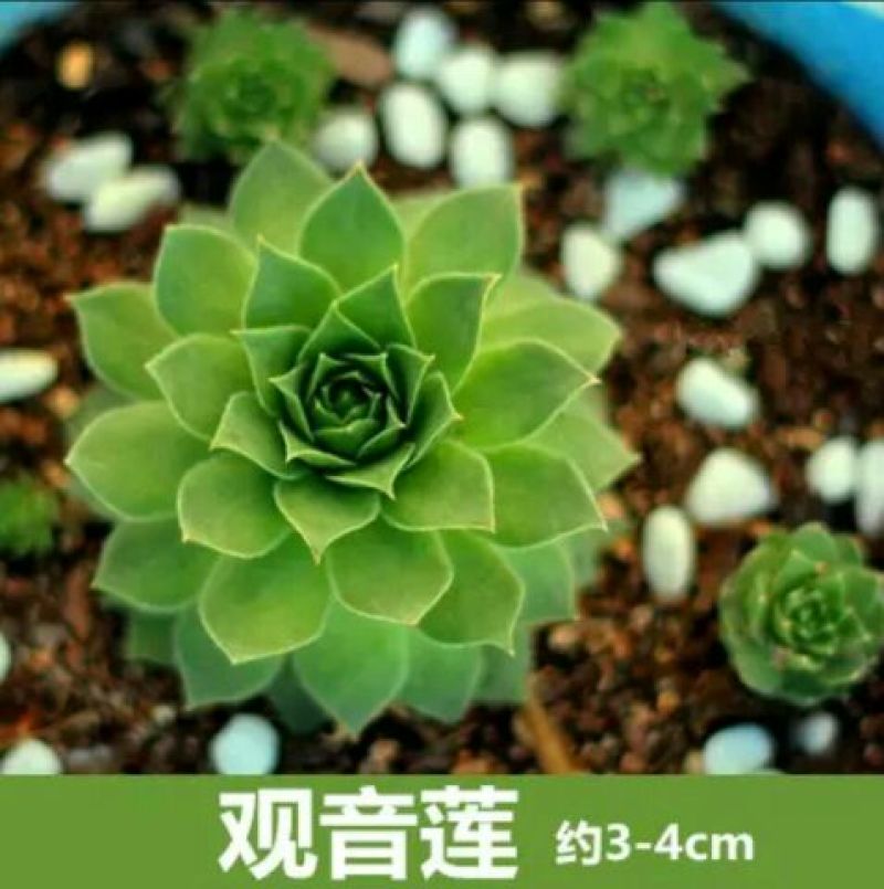 多肉植物含盆
