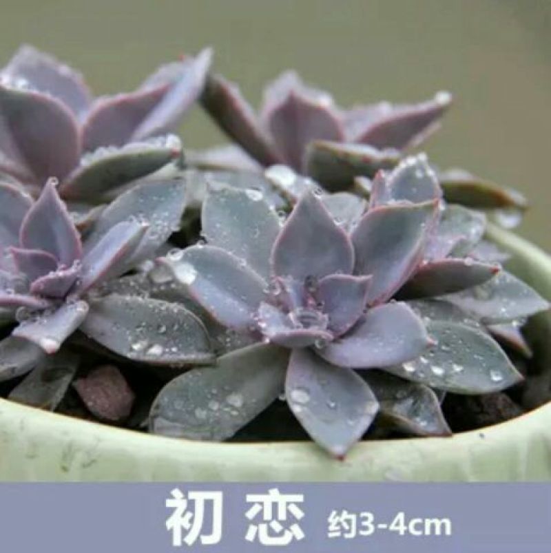 多肉植物含盆