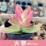多肉植物含盆