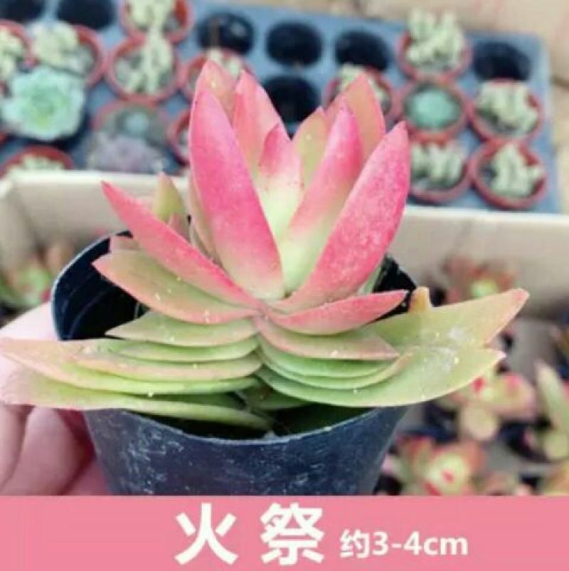 多肉植物含盆