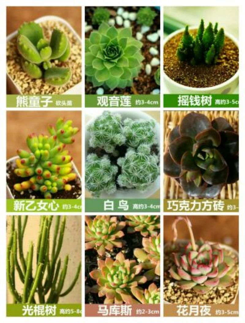 多肉植物含盆