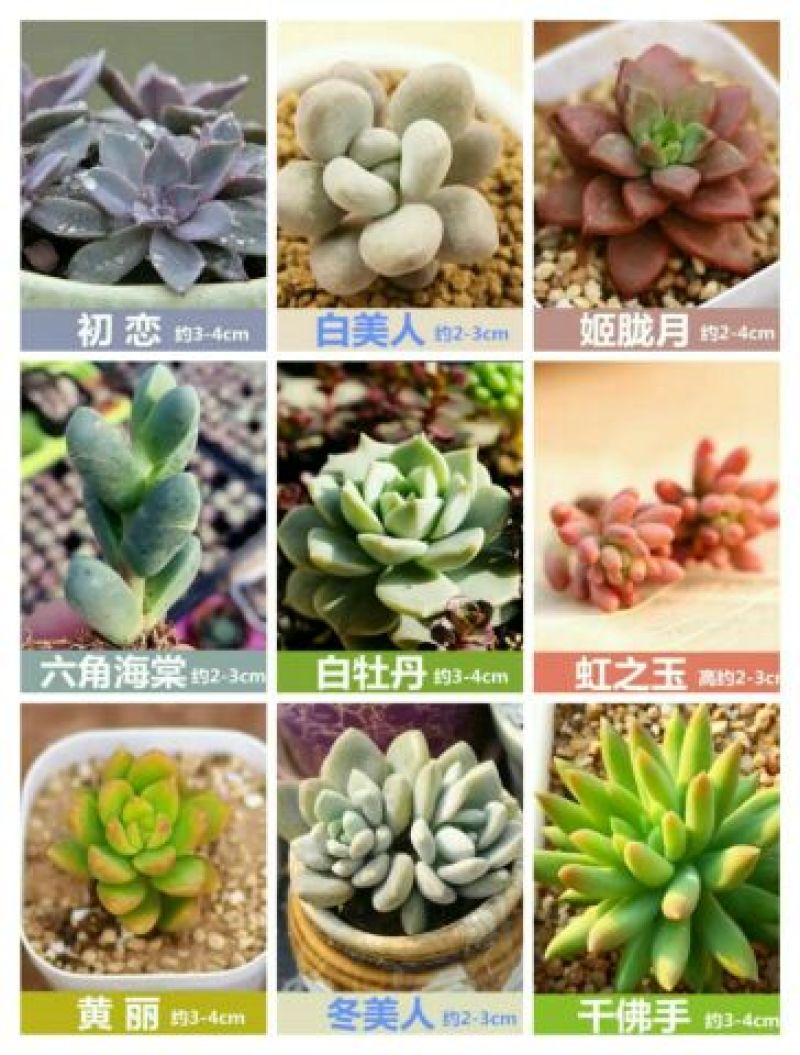 多肉植物含盆