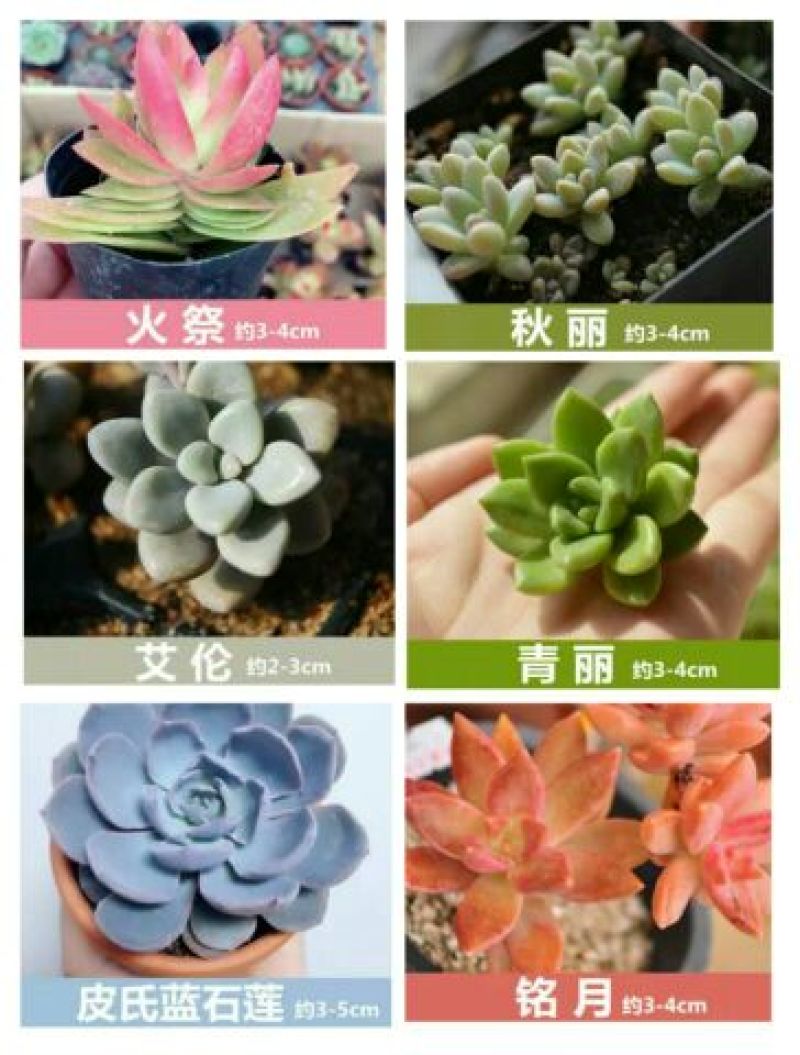 多肉植物含盆