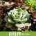 多肉植物含盆