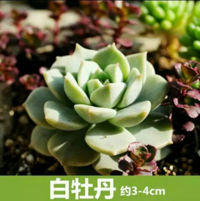 多肉植物含盆