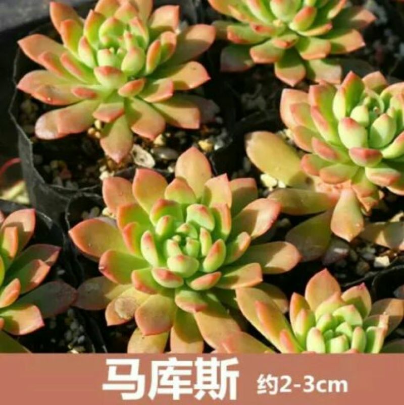 多肉植物含盆