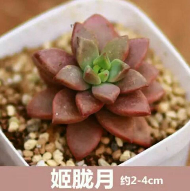 多肉植物含盆