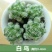 多肉植物含盆