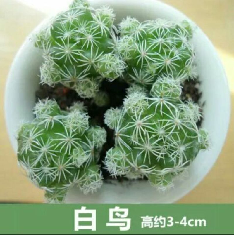 多肉植物含盆