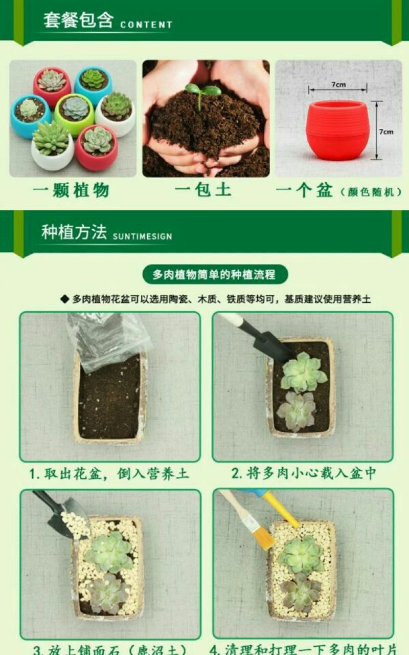 多肉植物含盆