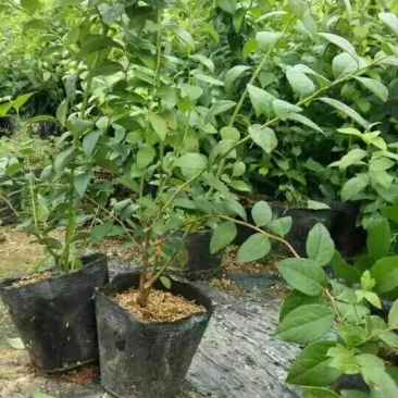 蓝莓苗2年以上地栽蓝莓苗新品种绿宝石蓝莓苗有花芽
