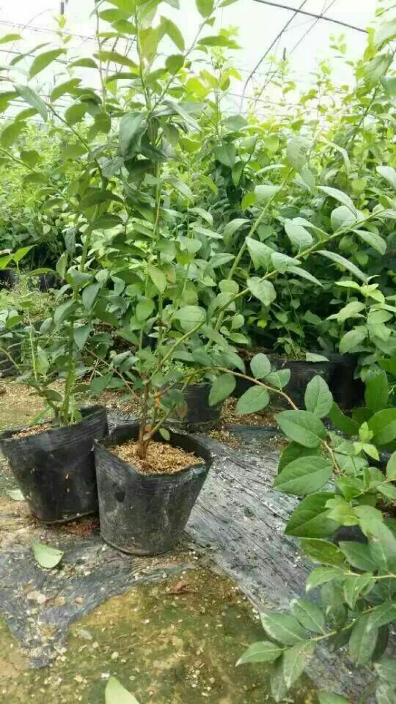 蓝莓苗2年以上地栽蓝莓苗新品种绿宝石蓝莓苗有花芽