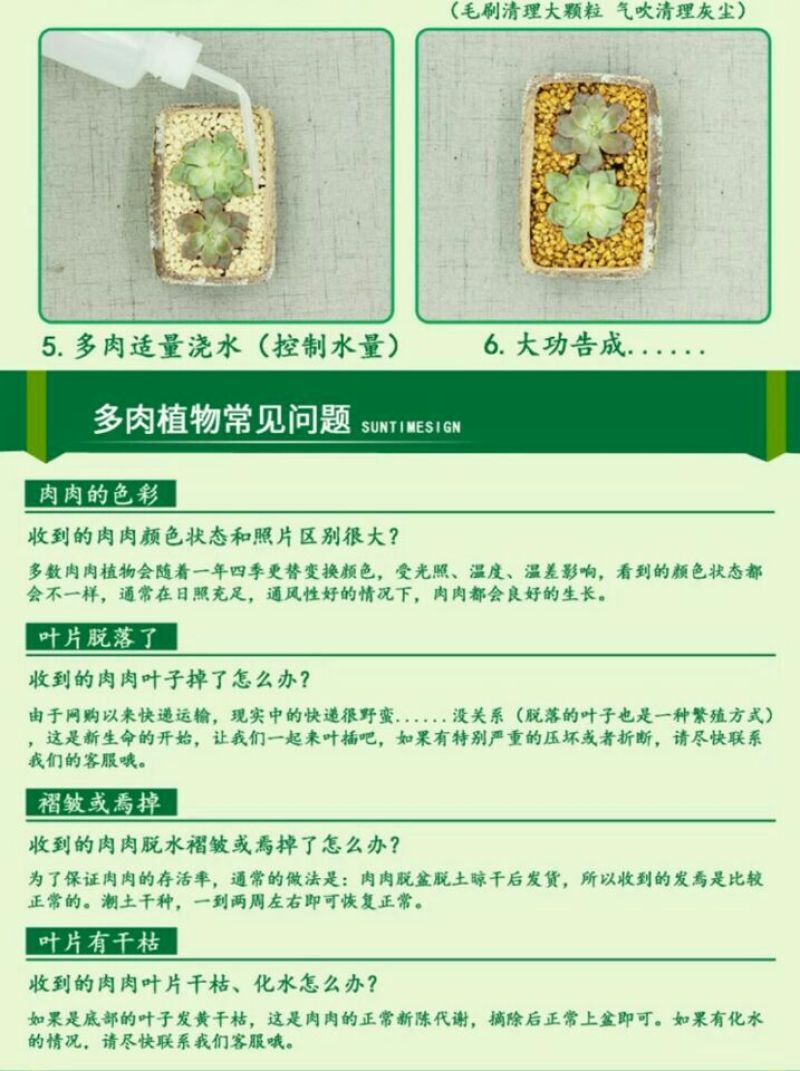 多肉植物含盆
