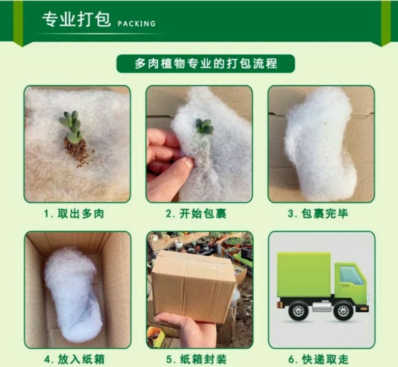多肉植物含盆